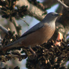 Chestnut -tailed Starling