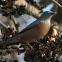 Chestnut -tailed Starling