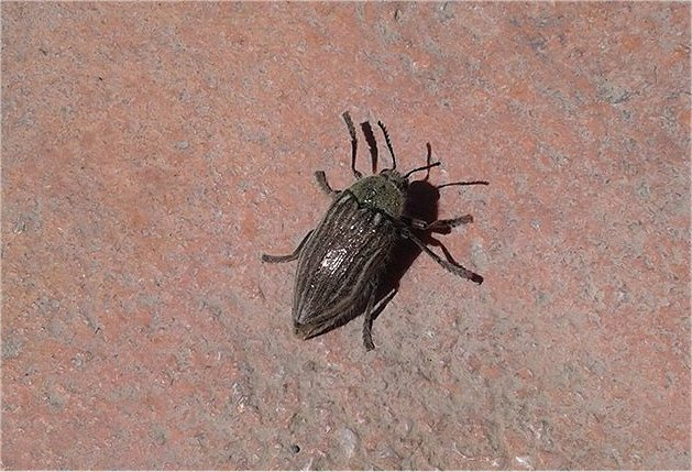 Cretan Jewel Beetle