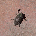 Cretan Jewel Beetle