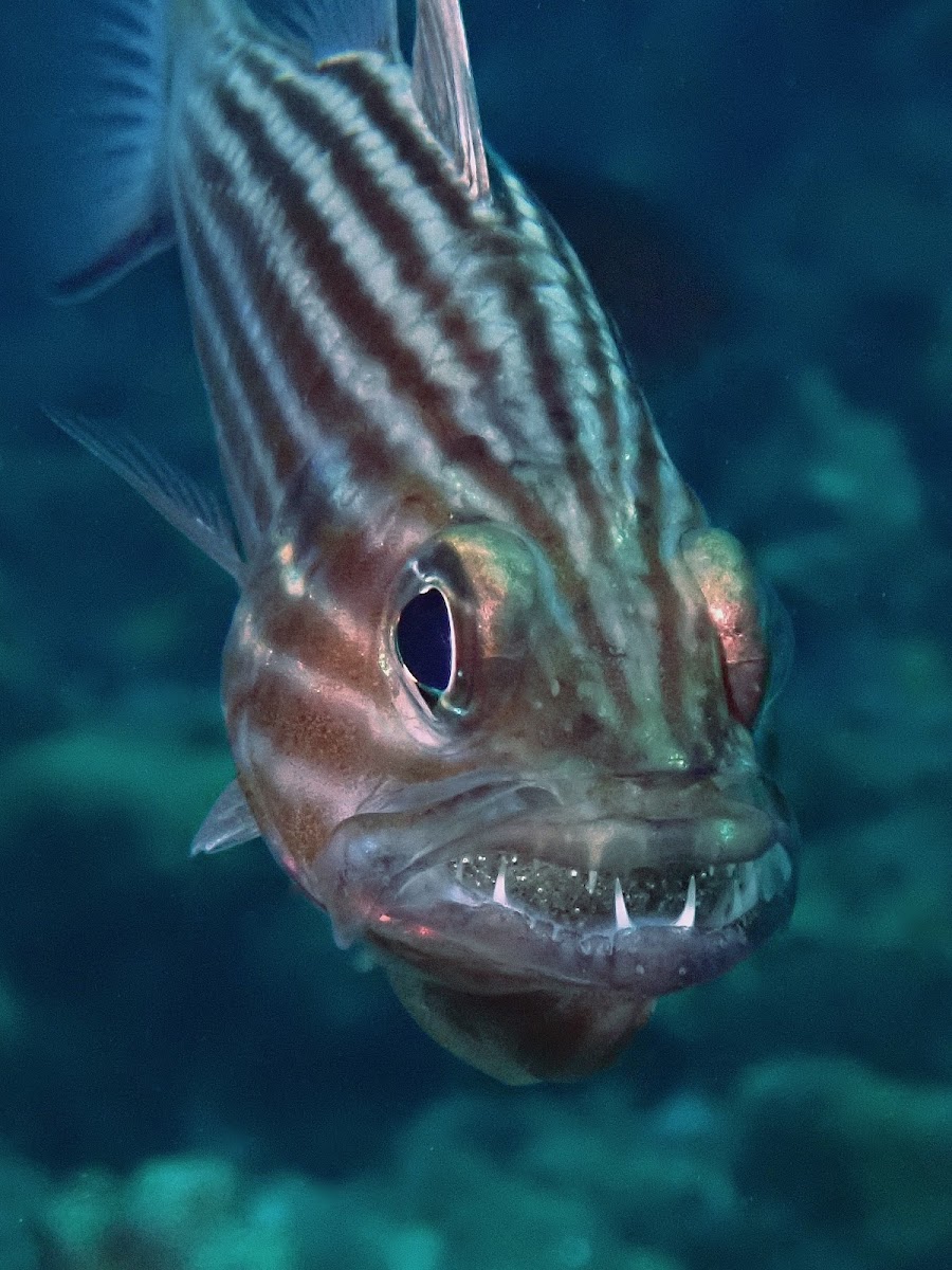 Tiger Cardinalfish