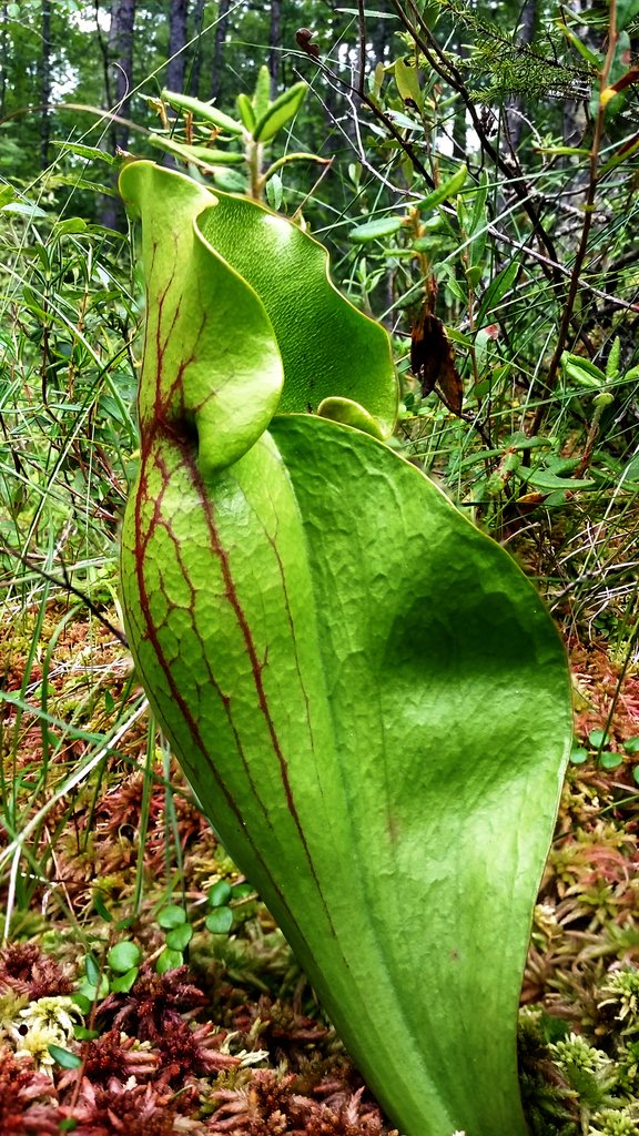 Purple Pitcher Plant