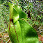 Purple Pitcher Plant