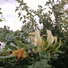 Honeysuckle