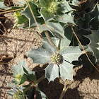 Sea holly