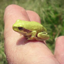 European tree frog