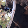 Yellow-faced bumblebee