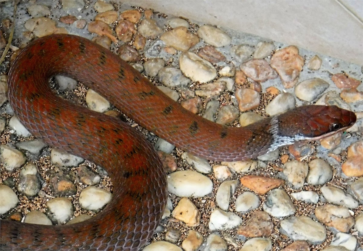 Zigzag-lined Water Snake