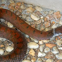 Zigzag-lined Water Snake