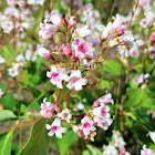 Spreading dogbane