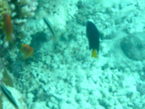 Underwater in The Maldives 2014