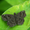 Hayhurst's Scallopwing