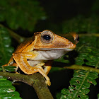 File-eared tree frog