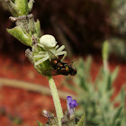 Crab spider/Goldenrod crab spider