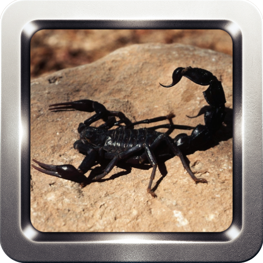 Black Scorpion Wallpapers 個人化 App LOGO-APP開箱王