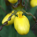 Large Yellow Lady's Slipper