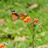 Danaus chrysippus 金斑蝶