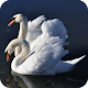 Download Swan Lake Wallpaper For PC Windows and Mac 1.01