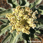 Wooly Milkweed