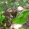 Silver-Spotted Skipper