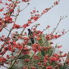 Indian Jungle Crow