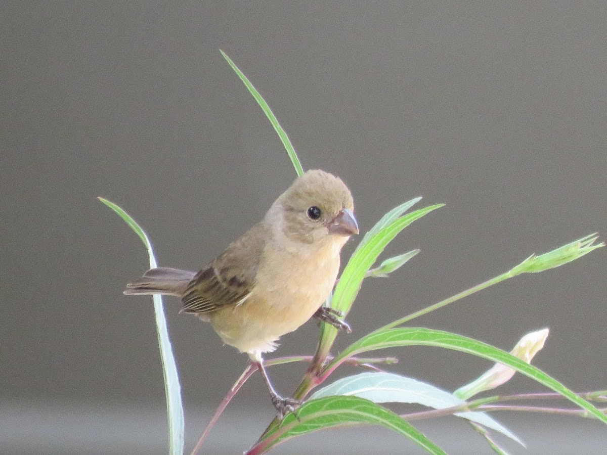 White-collared seed eater