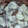 Cup Lichen