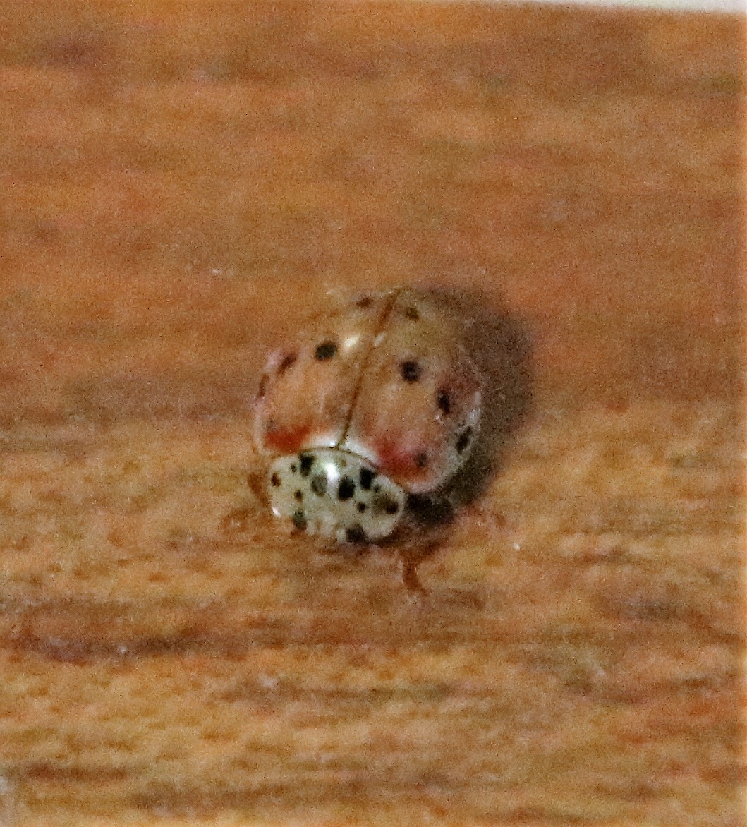 10-spot ladybird