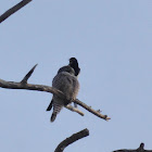 Northern Hawk Owl