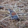 Dark-eyed Junco