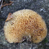 Hexagonal-pored Polypore