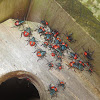 Florida predatory stink bug