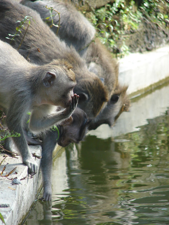 monkey forest ubud