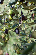 The intensity of particular oils depends on the olive varieties used to produce them.