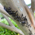 Bark Lice attended by mothers