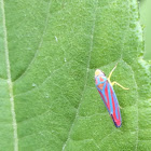 Candy-striped leafhopper