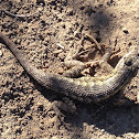 Western Fence Lizard