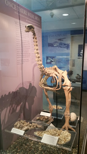 Moa Skeleton