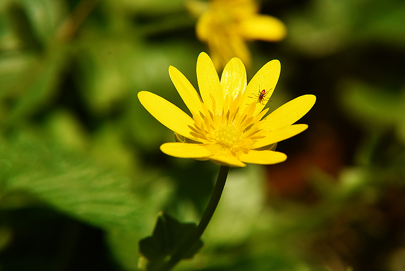 Lesser celandine