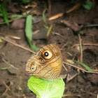 Glad Eye Bush Brown