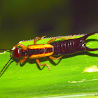 Earwig