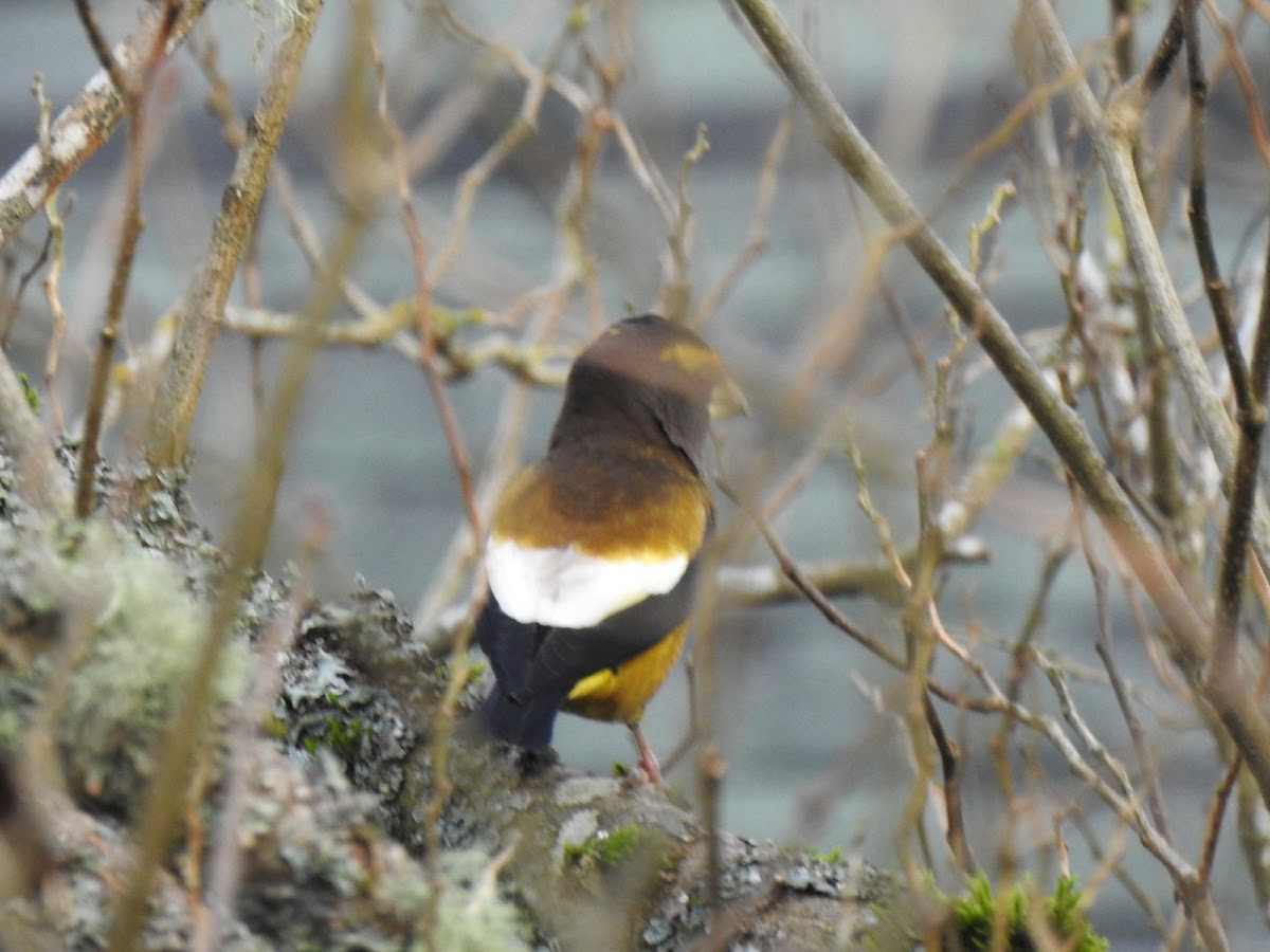 evening grosbeak