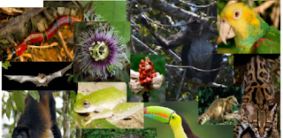 Image result for biodiversidad en ecatepec