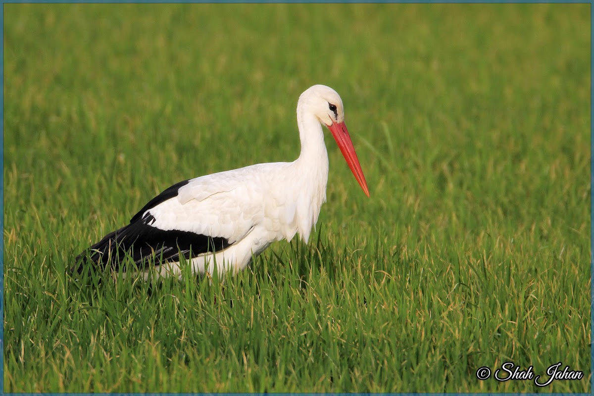 White Stork