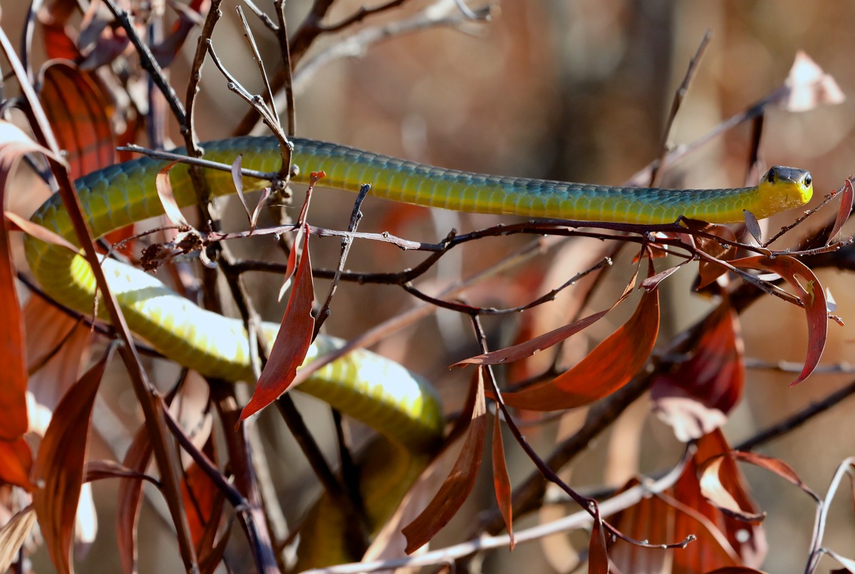 Common Tree Snake