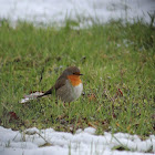 European robin