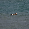 White-winged Scoter