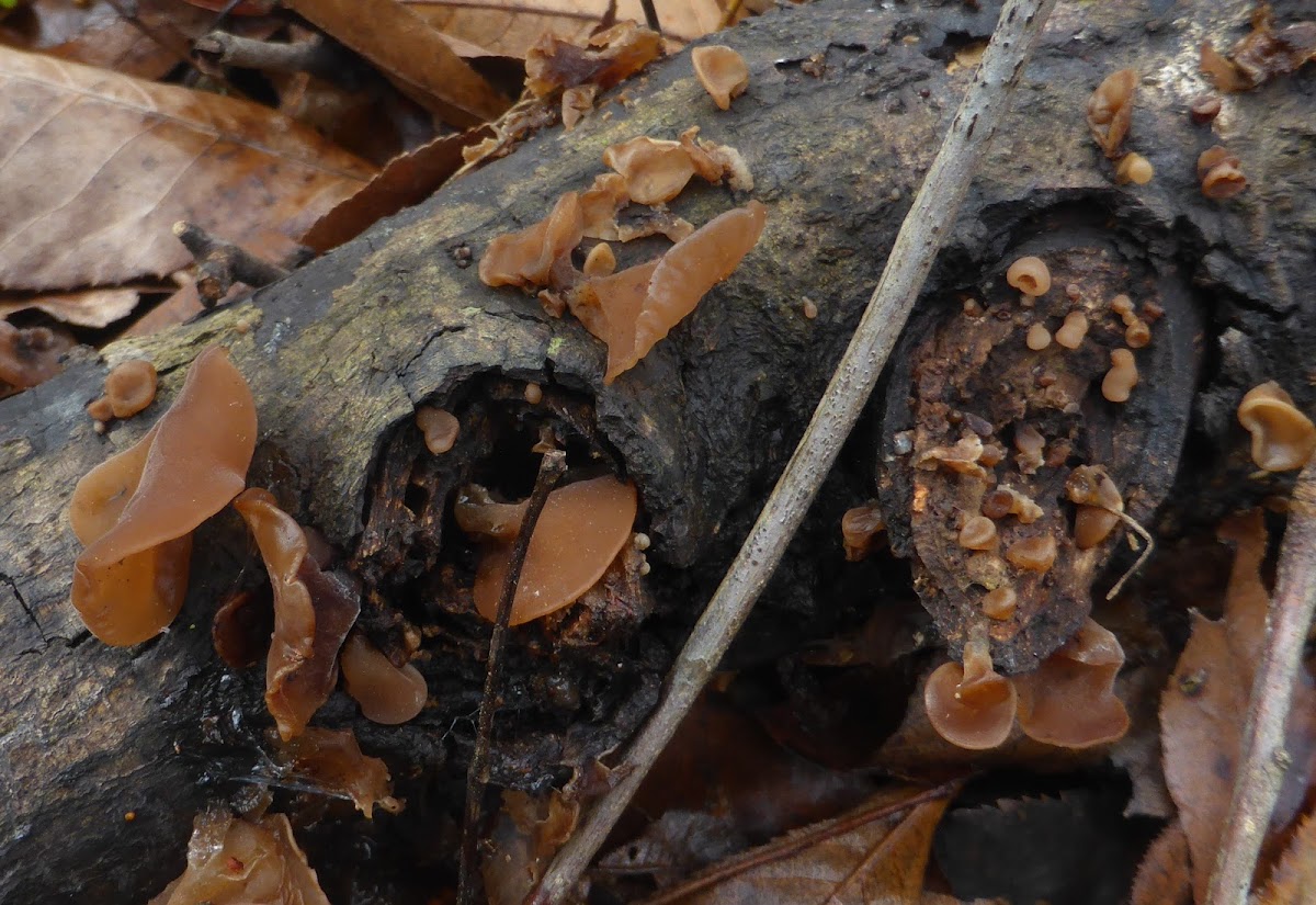 Wood Ear