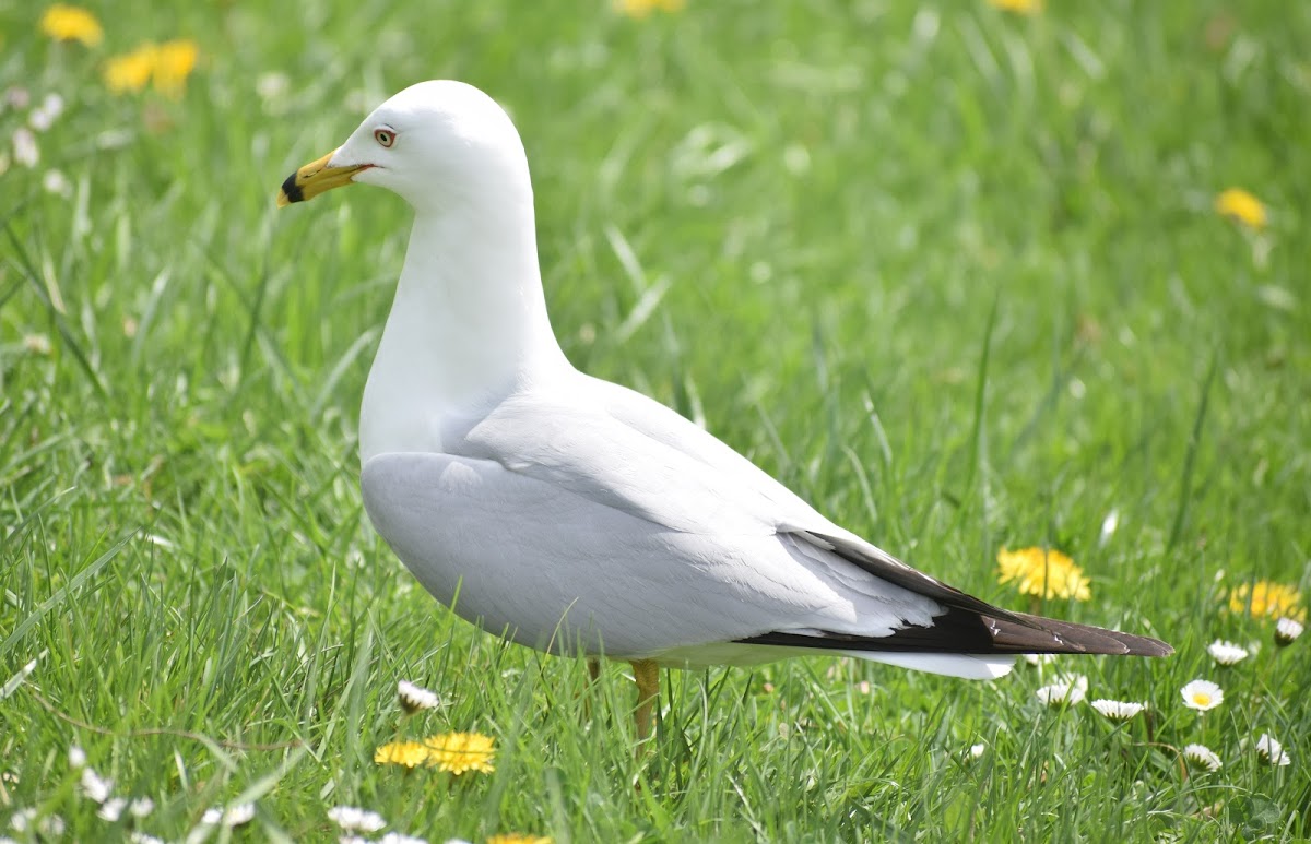 Ring billed gull