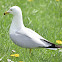 Ring billed gull